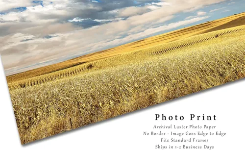 Vista 2 de Impresión de fotografía campestre (no enmarcada) Imagen de campos de maíz en terrazas doradas bajo el cielo de ensueño en el día de otoño en Iowa