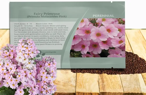 Vista 11 de Outsidepride 1000 Semillas Perennes Primula Crimson Fairy Primrose Flower Seeds para plantar