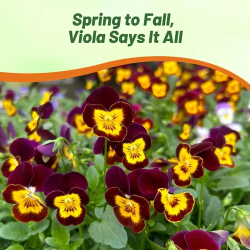 Vista 6 de Outsidepride Bambini Mix Viola - Semillas de pensamiento para plantar, 1000 piezas. Flores perennes, resistentes al frío y aptas para polinizadores