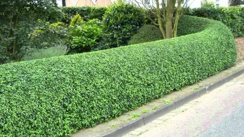 Vista 3 de Ligustrum Waxleaf Privet - 30 plantas vivas - Arbusto de seto de privacidad de hoja perenne