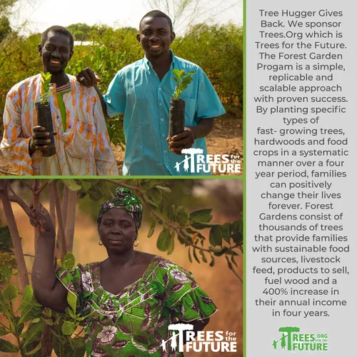Vista 7 de Tree Hugger Goma de mascar, bayas cítricas, sabores naturales, sin colores artificiales, tina de 120