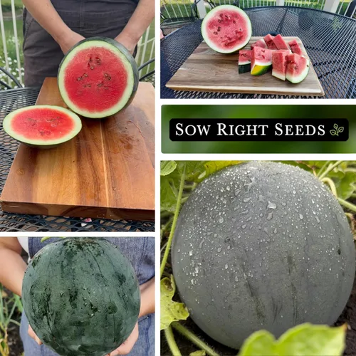 Vista 4 de Sow Right Seeds - Semilla de sandía Sugar Baby para plantar - Paquete de reliquia sin OMG con instrucciones para plantar un huerto casero
