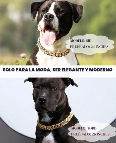 Vista 4 de Collar de perro de eslabones cubanos – Collar de perro de cadena dorada de metal ligero de 3/4 pulgadas de ancho, lindos accesorios de joyería