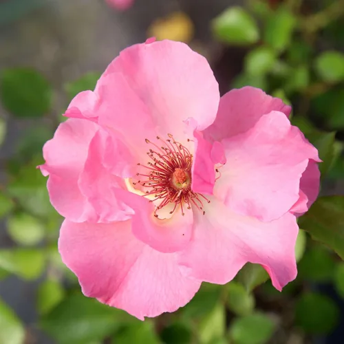 Vista 13 de Rosas trepadoras tradicionales, planta de raíz propia viva para jardín al aire libre, Compassion®, excepcionalmente fragantes, zonas de rusticidad