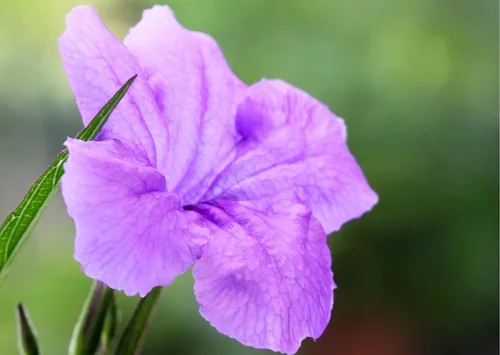 Vista 2 de 6 plantas mexicanas de petunia viva, Ruellia Brittoniana Perenne de 5 a 7 pulgadas de altura de barco desnudas
