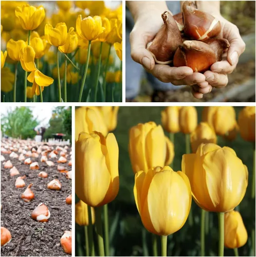 Vista 5 de Bulbo de tulipán amarillo para plantar, se envía desde Iowa, EE. UU., Impresionante amarillo puro, vibrante y brillante (5 bombillas)