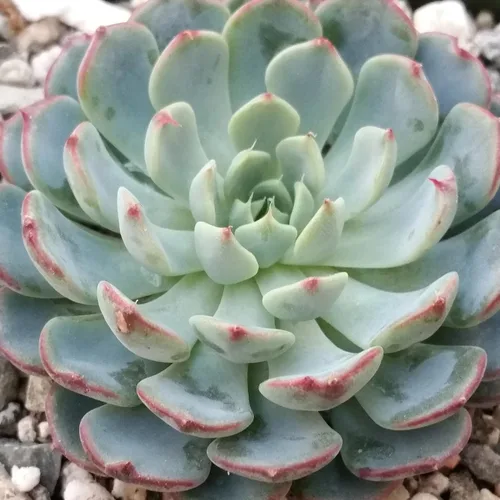 Vista 4 de Echeveria Minima Cactus Cactus Suculenta Real Planta Viva