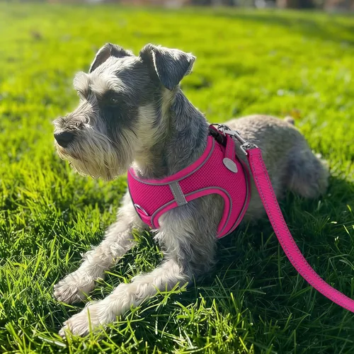 Vista 71 de Joytale Arnés para Perros Pequeños, Chaleco de Malla Transpirable Step-in, Arneses Acolchados Suaves Reflectantes para Gatos y Perros Cachorros