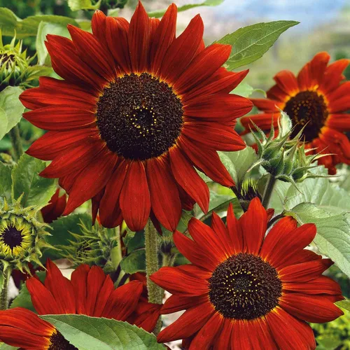 Vista 16 de Eden Brothers Semillas de girasol - Autumn Beauty