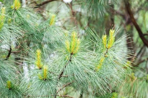 Vista 7 de Loblolly Pine Tree Semillas Premium Pinus taeda Plants' (Premium Seeds, 1000)