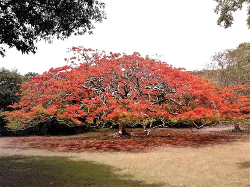 Vista 5 de Royal Poinciana Tree Delonix Regia Aka Llama Roja Extravagante Árbol Flor Jocad (10 semillas)