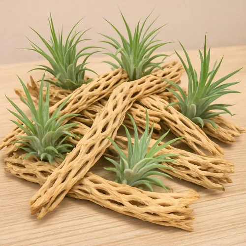 Vista 4 de Koyal Wholesale Ramas de acuario de madera de cholla natural, decoración de plantas de aire, perca de reptil, pieza de madera de cholla sin tratar