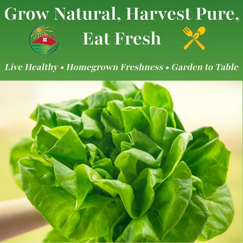Vista 5 de TKE Farms & Gardens - Semillas de lechuga Buttercrunch para plantar, más de 2500 semillas, reliquia, sin OMG, 0.11 oz, jardines interiores