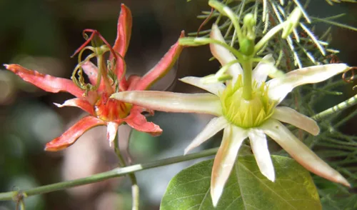 Vista 2 de 10 Semillas de vid Passiflora Herbertiana Semilla de Pasiflora Nativa