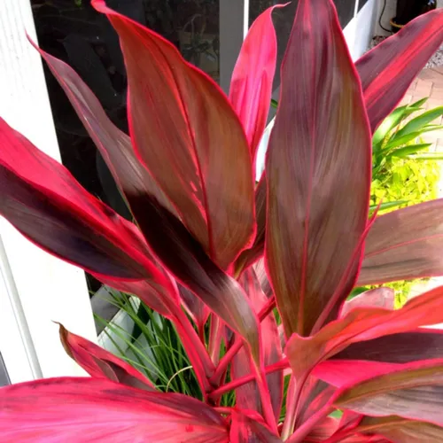 Vista 3 de Troncos de plantas de hojas de Ti rojas hawaianas, plantas tropicales vivas para interiores y exteriores, 2 troncos de corte de cordyline fruticosa