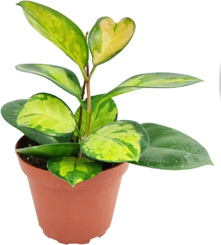 Vista 19 de Planta de goma burdeos (maceta de cultivo de 4 pulgadas) - Planta de interior saludable - Planta de interior de fácil cuidado