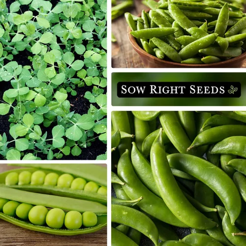 Vista 5 de Sow Right Seeds - Semillas de guisantes Sugar Snap para plantar - Guisantes tradicionales sin OMG para cultivar en huerto - Cultivo de temporada