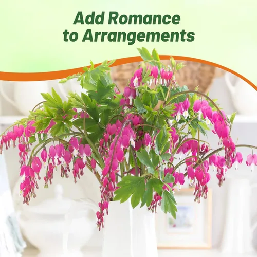Vista 6 de Outsidepride Semillas de corazón sangrante con flecos Dicentra Eximia – 100 unidades. Semillas perennes, adaptables y resistentes, semillas