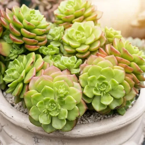 Vista 7 de Green Aeonium - Planta viva suculenta en maceta de 4 pulgadas, planta viva suculenta de roseta para cultivo en interiores y exteriores