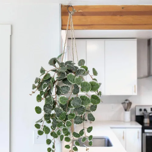 Vista 7 de Briful Planta artificial ZZ y cadena artificial de corazón con maceta de cerámica para el hogar, dormitorio, mesa, estante de oficina, decoración