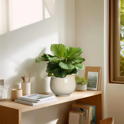 Vista 7 de Macetas de riego automático de 6 pulgadas para plantas de interior, macetas de cerámica violeta africana con maceta interior absorbente, maceta
