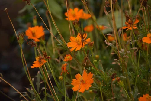 Vista 5 de Semillas de flores de cosmos de naranja enana azufre – más de 100 semillas por paquete, (semillas de jardín de Isla), nombre científico; Cosmos