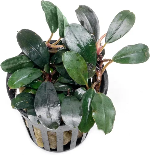 Vista 39 de SubstrateSource Bucephalandra Brownie Phantom - Planta de acuario viva – Decoración natural de pecera de agua dulce, decoración acuática