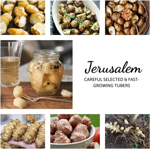 Vista 4 de Tubérculos de alcachofa de Jerusalén de 8 onzas para plantar, bombillas de rizomas de choque de alto rendimiento para plantar, jardinería resistente