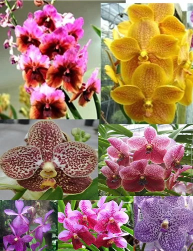 Vista 2 de 4 plantas de orquídeas vivas para elegir (Vanda)