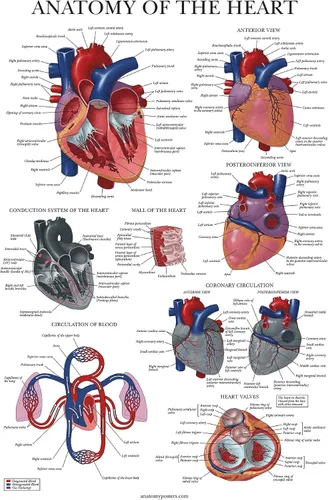 Vista 6 de Palace Learning Juego de 4 pósteres anatómicos laminados, musculares, esqueléticos, dermatomas, anatomía cardíaca, juego de cartas de anatomía