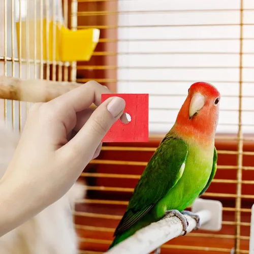 Vista 2 de 100 piezas de madera bloques de loro juguetes pájaro loro jaula piezas para bricolaje jugar masticar trituración