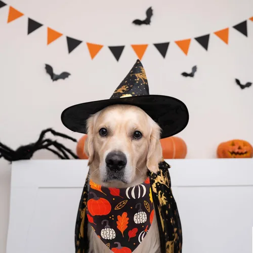 Vista 6 de Bandana de Halloween para perro, paquete de 2 baberos triangulares de algodón para perros, bufandas suaves y transpirables para mascotas