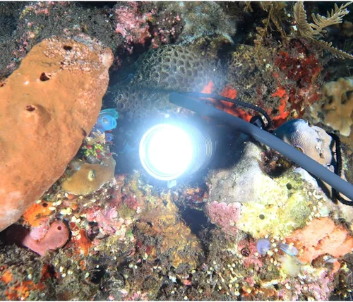 Vista 2 de linterna de buceo LED XM-L2 de 1000 lúmenes impermeable hasta 150 m, lámpara LED para bucear 150m(492Ft) Submersible Light with 9° Narrow Beam