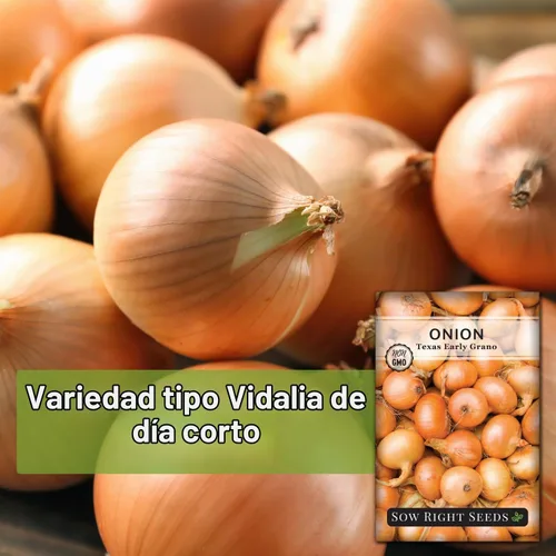 Vista 3 de Sow Right Seeds Cebolla Grano Temprana de Texas