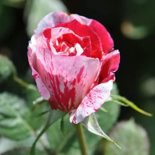 Vista 3 de Heirloom Roses Planta de rosas - Scentimental™ Multi Rosal, Arbusto Planta viva para plantar al aire libre