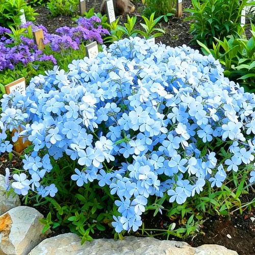 Vista 2 de Semillas de Phlox rastreras para plantar, 1020 piezas de semillas de flores perennes enanas rastreras Phlox plantas de cobertura del suelo, sin OMG