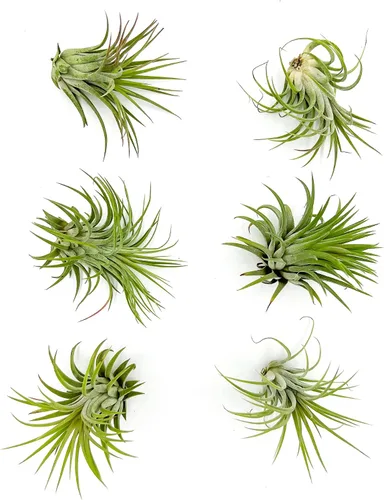 Vista 11 de ragnaroc Plantas de aire – Druida Tillandsia Ionantha, Regular 2-3 pulgadas – 3 ct – Llegada viva garantizada – Plantas de interior para decoración