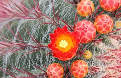 Vista 4 de UPC0764425787808 - Semillas de cactus rojo gigante (ferocactus pilosus) de Robsrareandgiantseeds UPC0764425787808 sin OMG, orgánico, cultivador