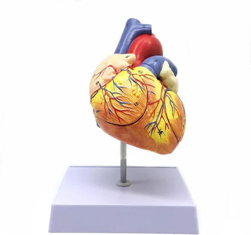 Vista 3 de XINDAM Modelo anatómico de corazón humano ampliado 2X, modelo anatómicamente preciso de corazón, anatomía de esqueleto humano para ciencias, aula