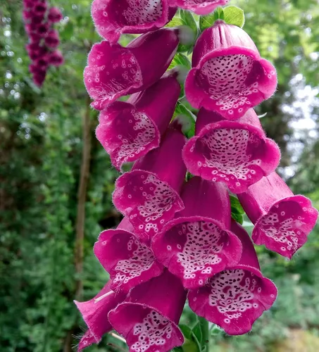 Vista 2 de Semillas Dedalera Española (Digitalis thapsi) Flores perennes gigantes para plantar