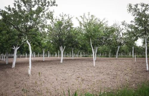 Vista 4 de IV Organic Protector de plantas de lavado blanco, 1 galón (blanco)