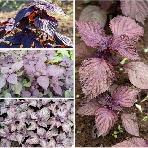 Vista 5 de Seed Needs Shiso - Semillas de hierbas variadas, paquete de 2 sin OMG y perilla de reliquia