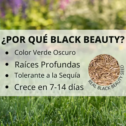 Vista 5 de Jonathan Green (10324) Black Beauty Ultra Semilla de Césped - Semilla de césped de temporada fría (50 libras)