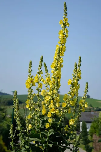 Vista 5 de Great Mullein Verbascum thapsus 1500 Semillas Heirloom - Sin OGM - Polinizado abierto