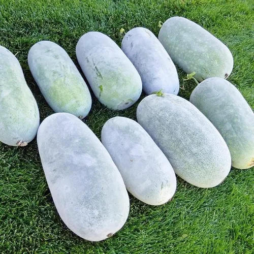 Vista 8 de 50 semillas de melón de invierno para plantar/calabaza de cera/calabaza de fresno/Benincasa Hispida Semillas vegetales tradicionales orgánicas
