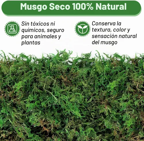 Vista 2 de Musgo verde natural de 10 onzas para plantas de interior, musgo real de bosque seco para manualidades, jardines de hadas artificiales, mosswall