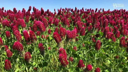 Vista 3 de TomorrowSeeds - Crimson Clover Seeds - 1 Pound - for 2025 Planting USA Garden Flower Italian Blood Red Clovers Winter Annual Cover Crop Non-GMO