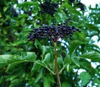 Vista 2 de Sambucus nigra: Semillas de saúco europeo