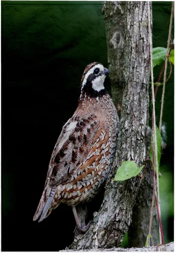 Vista 6 de 3dRose Northern Bobwhite Quail Male Calling, Marion Co. IL 11x12 Wash Cloth for Face and Body