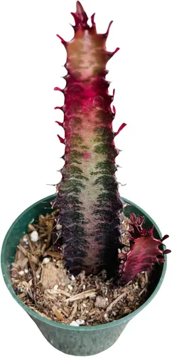 Vista 4 de Plantas de cactus suculentas vivas de USKC (maceta de 4 pulgadas) (Aptenia Cordifolia Variegata)